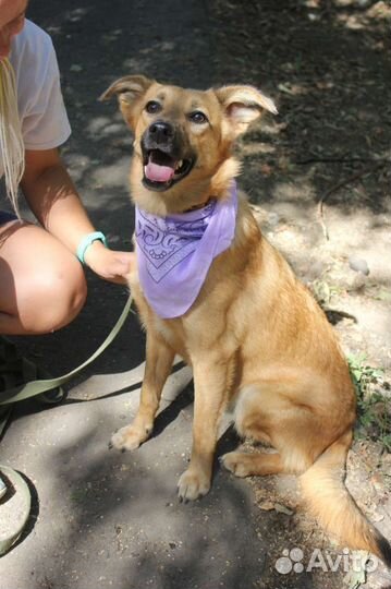 Меренга ищет дом