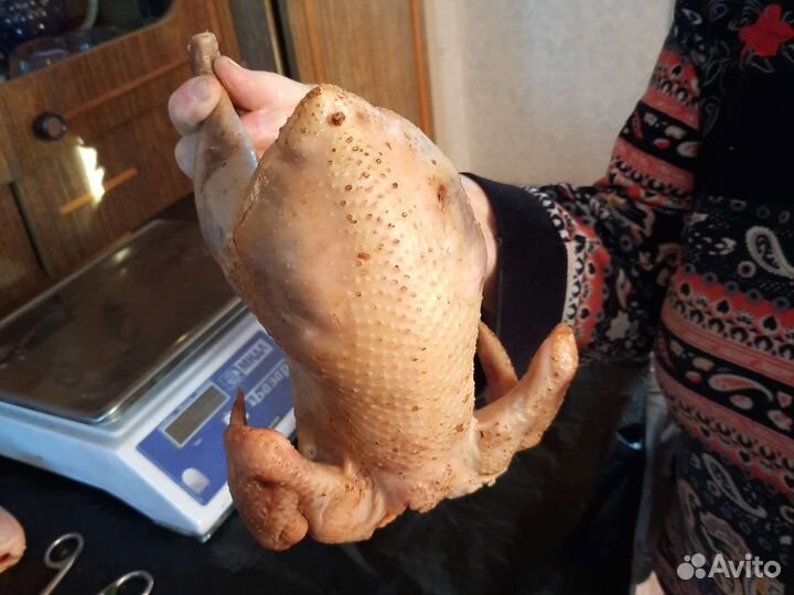 Куры Утки Петухи Цыплята