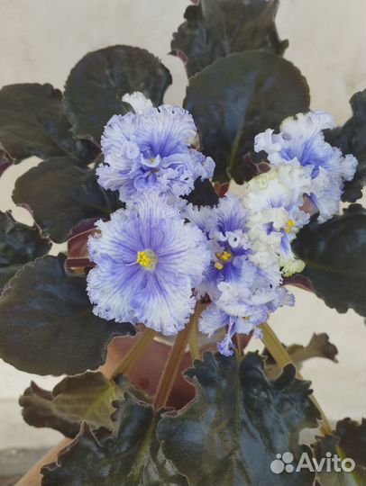 Сортовые фиалки. Взрослые