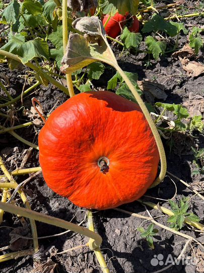 Семена тыквы