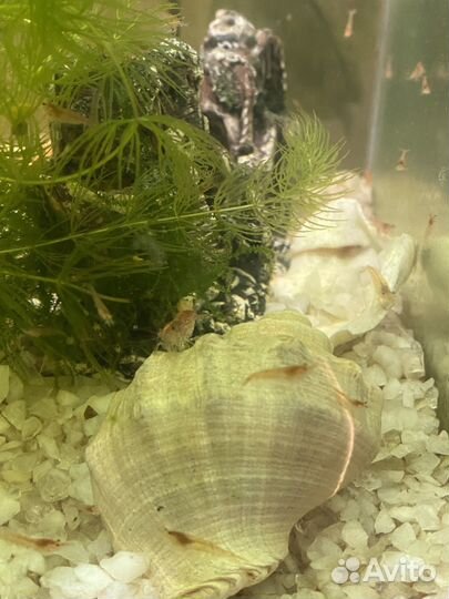 Креветки вишня