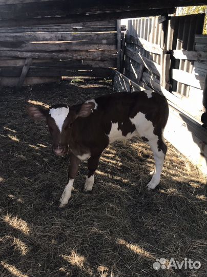 Бычки и телята