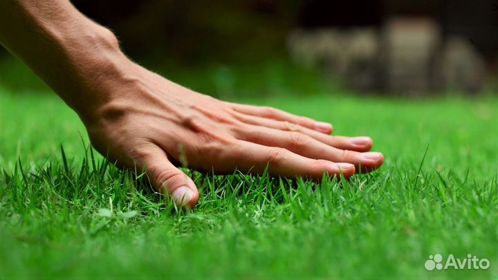 Мини газон/Медленно низко растущий газон