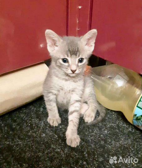 Кошка в дар бесплатно