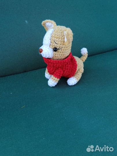 Собачка чихуа