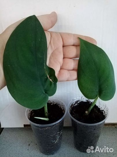 Сциндапсус Silver Hero и Jade Satin