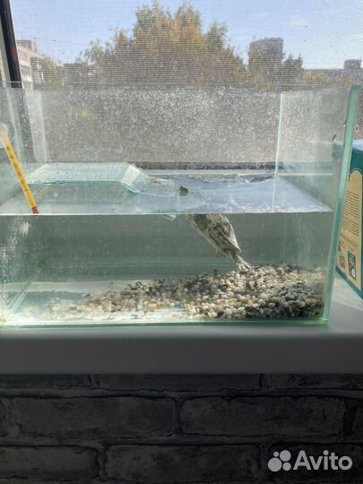 Черепаха с аквариумом