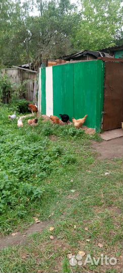 Куры молодки