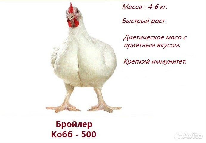 Бройлер Кобб 500, Росс 308