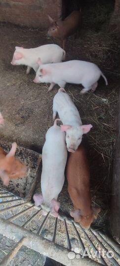Поросята