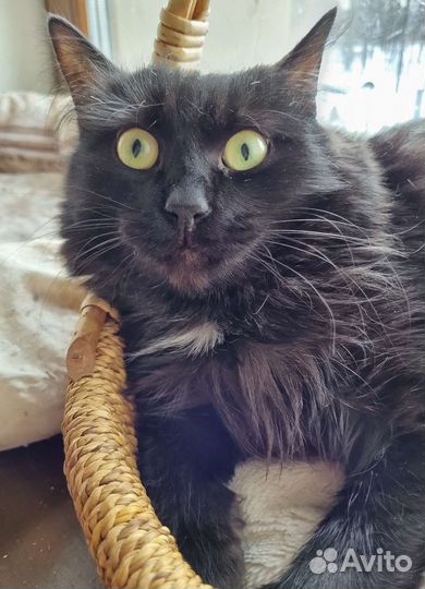 Черная ангорская кошка с зелеными глазами