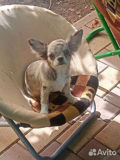 Прекрасные сестрички, брид, шоу, документы скор