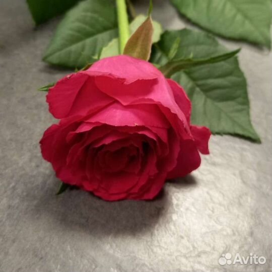 Розы ярко малиновые