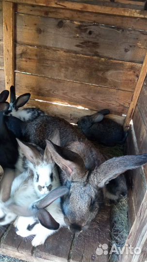 Кролики 1,5 мес