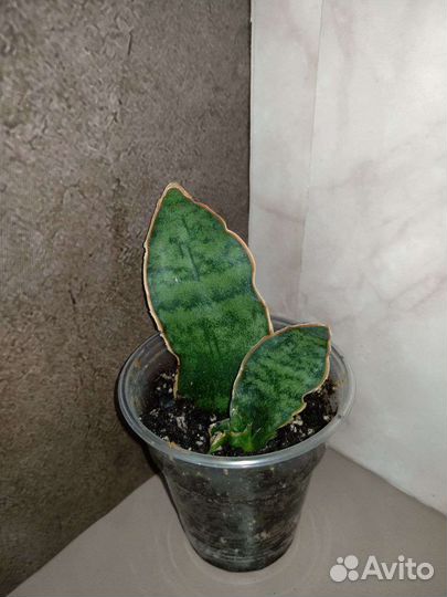 Сансивиерии сортовые