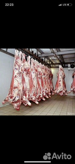 Мясо говядина баранина