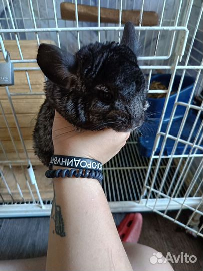 Шиншиллы с клеткой