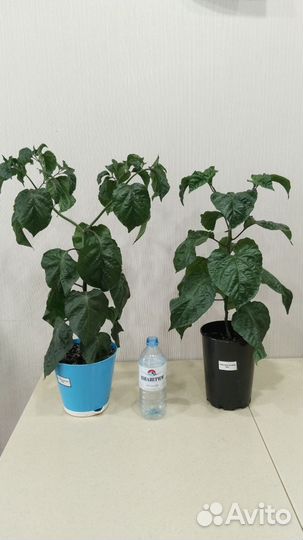 Перец Carolina Reaper (Каролинский Жнец)