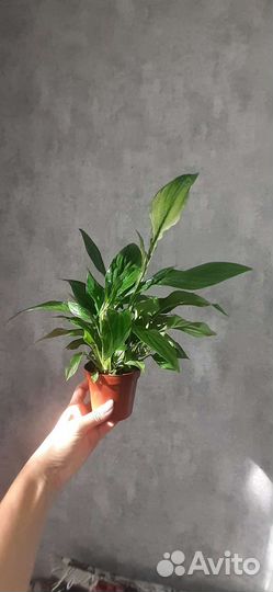 Спатифиллум