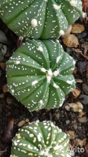 Astrophytum hybr. - cultivars гибриды и культивары