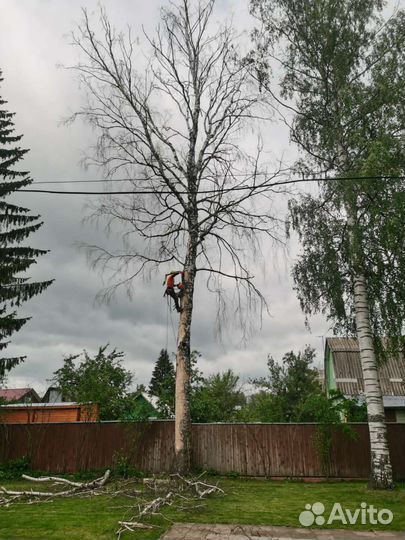 Спил и удаление деревьев