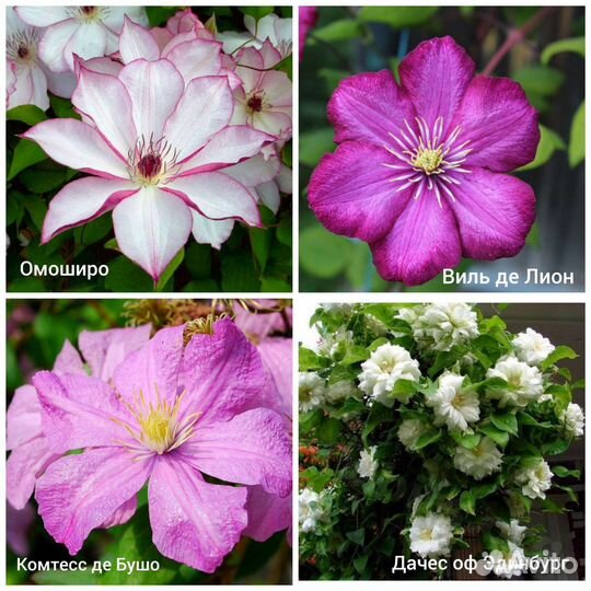 Клематисы предзаказ на октябрь