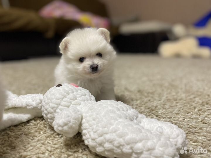 Шпиц мини мишка