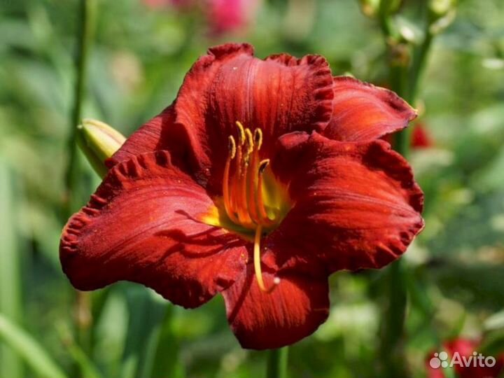 Лилейники Алый крупный