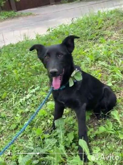 Щенок метис овчарки