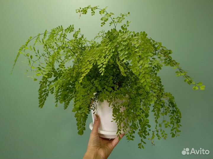 Адиантум / Венерин волос / Папоротник