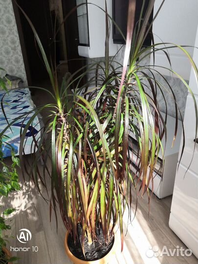 Фикус Бенджамина, драцена для дома и офиса