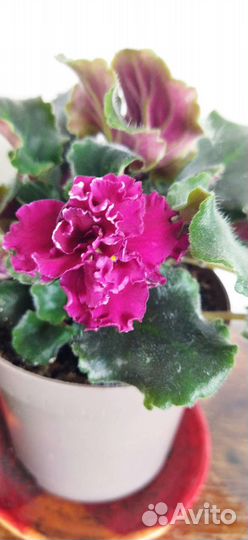 Сортовые фиалки