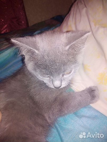 Котёнок бесплатно