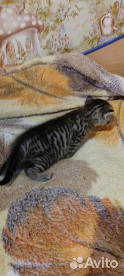 Бенгальская кошка