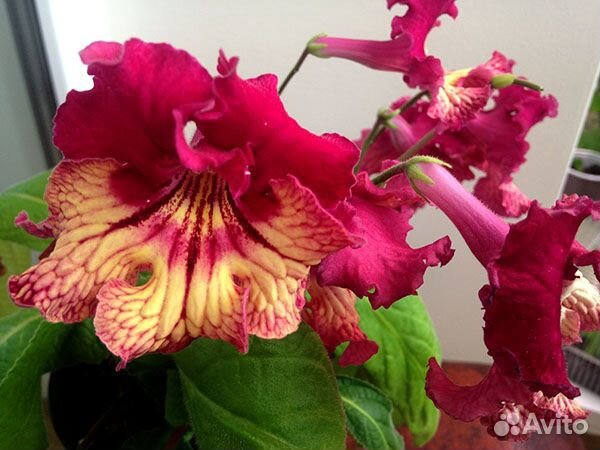 Стрептокарпусы