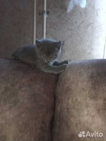 Британские котята