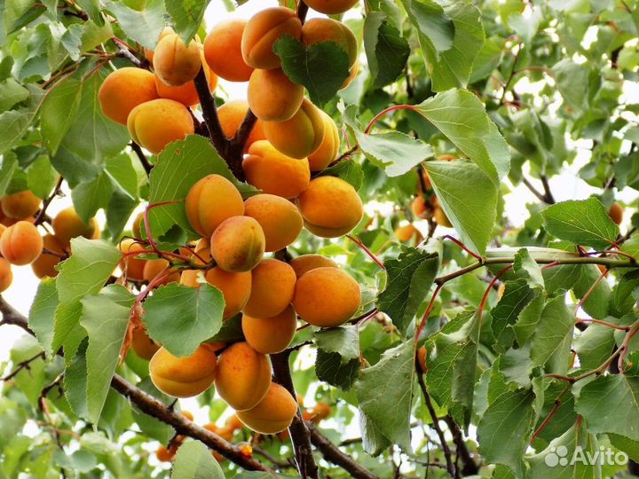 Саженцы от питомника растений в Иркутске