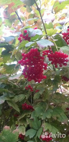 Плоды калины, боярышника, черёмухи