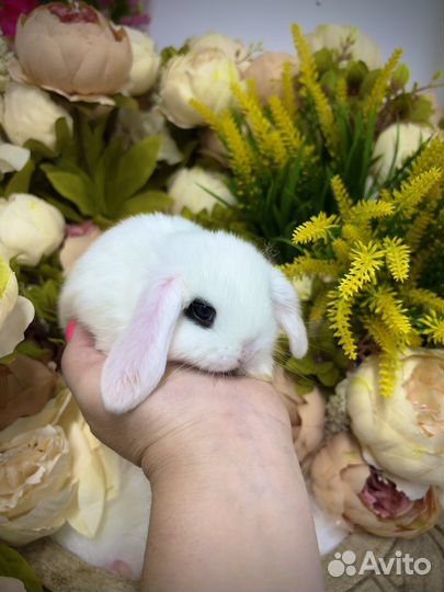 Царские Кролики