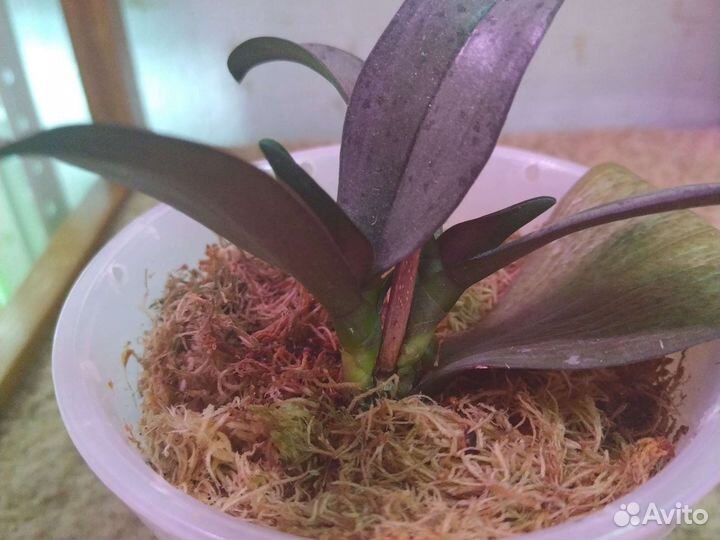 Орхидея фаленопсис