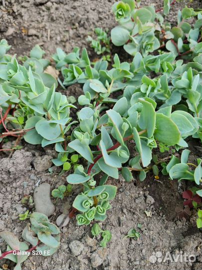 Очиток почвопокровный продам или обмен