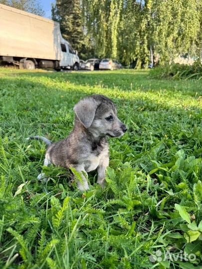 Щенок в добрые руки