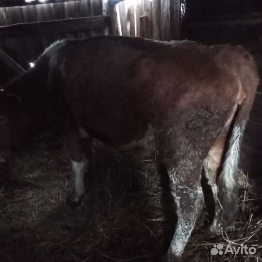 Телки на мясо