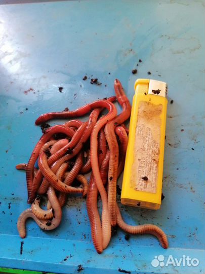 Черви на рыбалочку