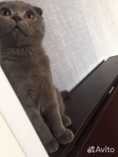 Шотландский кот вязка случка