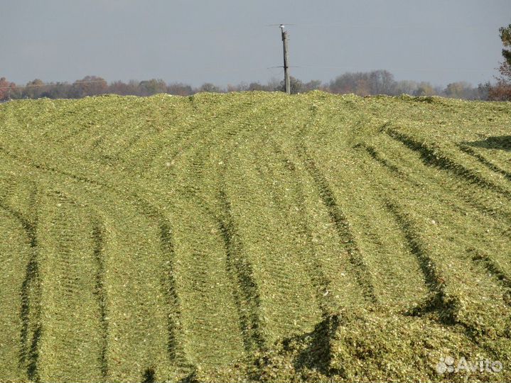 Силос кукурузный/сенаж травяной