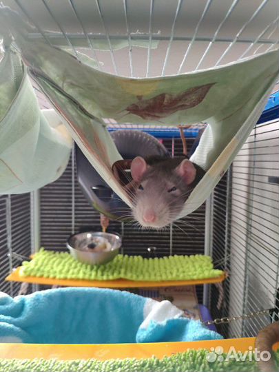 Передержка животных