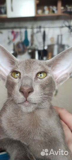Ориентальный кот вязка