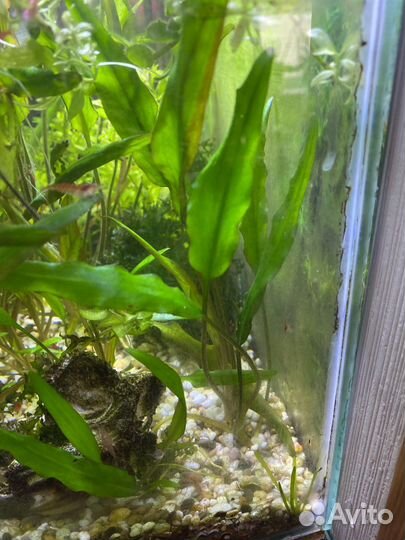 Моллинезия, растения для аквариума