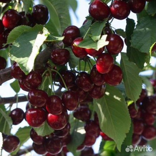 Саженцы Вишни сорт Чудо-Вишня